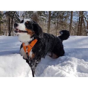India Desjardins Instagram - Chien qui n’a pas hâte au printemps!❄️ .
.
.
#bouvierbernois #bernesemountaindogpuppy #bernesemountaindog #happydog #montreal #mtlmoments