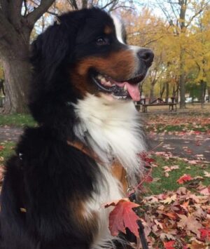 India Desjardins Instagram - Gustav 🍁
.
.
📸 @vanessa_tetreault_photo .
.
.
#bouvierbernois #dogsofinstagram #dogoftheday #bernesemountaindogs #berneseofinstagram #berneselovers #fall #montreal #parclaurier