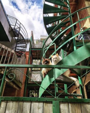 India Desjardins Instagram - Les belles-sœurs, version chat.
.
.
.
#montreal #ruelle #alley #plateaumontroyal #catlife #catsofinstagram #micheltremblay #lesbellessoeurs