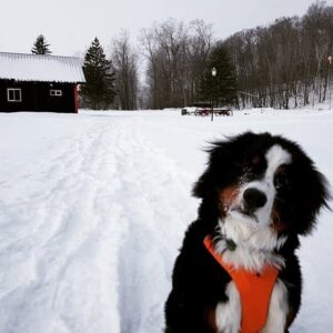 India Desjardins Instagram - Gustav me fait (presque) aimer l’hiver! ❄️🐾
.
.
.
#bouvierbernois #dogoftheday #montebello #chateaumontebello #dogtravel
