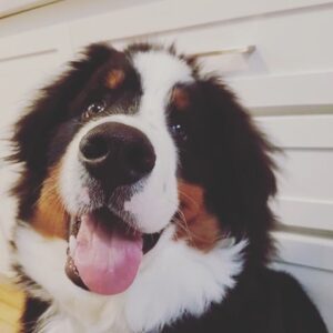 India Desjardins Instagram - Est-ce que ça existe comme choix de carrière « regarder la face de mon chien toute la journée »? Je ferais une réorientation.
.
.
.
#bouvierbernois #bernesemountaindog #dogs #dogsofinstagram #bestdog