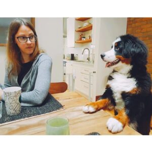India Desjardins Instagram - Un matin ben normal.
(Ma face. Sa face. 😂)
.
.
.
#bouvierbernois #bernesemountaindog