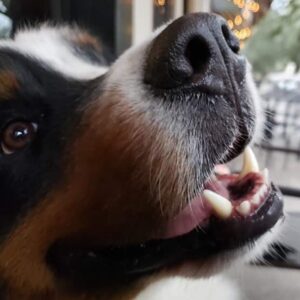 India Desjardins Instagram - On cherche des 👻
(Ben « je » cherche des fantômes... Olivier, lui, cherche les informations qui prouvent que les histoires ont été debunked! 😏)
📷2: Gustav, je ne peux pas résister...
.
.
#roadtrip #savannah #bernesemountaindog #bouvierbernois