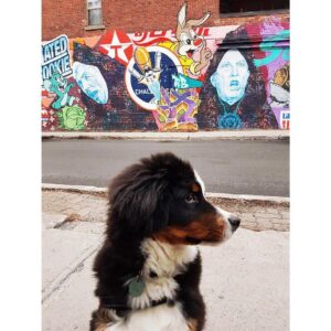 India Desjardins Instagram - Chien urbain.
#bouvierbernois  #bernesemountaindog #dogsofinstagram #instadogs