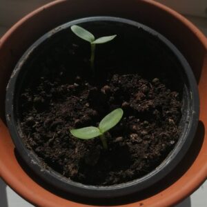 Ingrid Bolsø Berdal Instagram - Seems like something is going on with seeds, plants and sunlight.