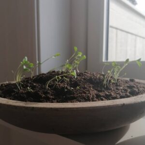 Ingrid Bolsø Berdal Instagram - Seems like something is going on with seeds, plants and sunlight.
