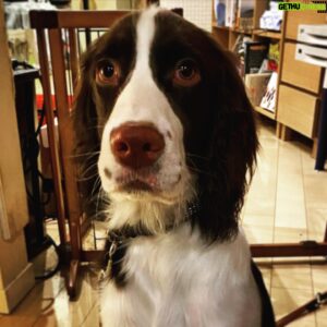 Inio Asano Instagram - 仕事場に犬が来て、そして帰っていった。