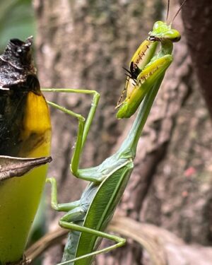 Iran Malfitano Instagram - Que lugar mágico…..obrigado amor e Igor por terem me apresentado o @uanaete @even_uanaete , um jardim ecológico no Vale do Café que transborda paz e nos convida a meditar e nos conectar com nossa natureza. Foi mágico!!! E dei um pequeno spoiler do ensaio que fizemos com o incrível @igorhelal ! #natureza #naturelovers #viagem #fotografia #louvadeus #happy #namaste #hooponopono #amém #olhaoqueplanta #guerreironojardim #rockbalancing