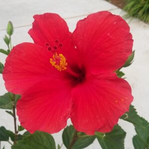 Irene Cara Instagram - I'd like to share this beautiful flower that visits my back yard this time of year.
