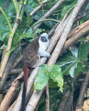 Iris de Graaf Instagram - Zo’n prachtige en bijzondere reis mogen maken met mijn beste vriendinnetje @isabelvr 🤍 enorm verrast door Panama - een echte urban jungle, waar de skyscrapers doen denken aan NYC of Dubai, maar waar de ongelofelijk mooie natuur overal dichtbij is. We besloten hier eigenlijk vrij spontaan heen te gaan vanaf Curacao - ‘zo kom je nog eens ergens’ - maar ik had het voor geen goud willen missen. De mensen, het eten, de muziek. Wie weet word ik in een volgend leven nog wel eens Zuid-Amerika correspondent 🙃. Wil je meer zien van deze reis? Check dan m’n stories in de highlights. Aanrader! 🇵🇦