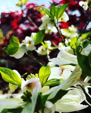 Isaac Hanson Instagram - Wishing all of you a beautiful #easter. May it be a time of healing and renewal for all of you and your families.

To all my brothers and sisters in Christ. He is Risen!

To my Orthodox brothers and sisters, a joyous Palm Sunday as we prepare for Great and Holy Pascha!

Christ is in our midst!

To all of you who read this, I wish you Love, Joy and Peace that surpasses all understanding on this important and beautiful day! 

Prayers and love to all of you. 🙏❤️

#easter #heisrisen #palmsunday #prayer #pascha #renewal #peace #spring
