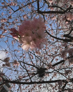 Iveta Kořínková Instagram - Vše krásné, ženy🌸🌸🌸
#mdz #kvety
