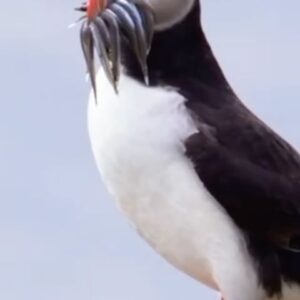 Iwan Rheon Instagram - You could never be annoying, @_iwanrheon 🤭
 
Penblwydd hapus to Iwan: WWF Cymru ambassador and puffin fanatic.
 
Sadly, puffins are in danger. Climate change is causing sea temperatures to rise, reducing the availability of the puffin’s cold-water prey. If unchecked, puffin numbers are predicted to decline by 90% over the next 30 years.
 
By uniting to take action and fight climate change, we can protect our precious seas and our puffins — which would make Iwan very, very happy!
 
Penblwydd hapus i lysgennad WWF Cymru, #IwanRheon (sydd hefyd yn hoff iawn o balod!) 🥳
 
Yn anffodus, mae palod mewn perygl. Wrth i dymheredd y môr godi oherwydd newid hinsawdd, mae argaeledd ysglyfaeth dŵr oer y palod yn lleihau — ac os na chaiff ei wirio, rhagwelir y bydd niferoedd y palod yn gostwng 90% dros y 30 mlynedd nesaf.
 
Wrth uno i weithredu a brwydro newid hinsawdd, gallwn amddiffyn ein moroedd gwerthfawr, a’n hadar bach digri (a gwneud Iwan yn hapus iawn ar yr un pryd!)
 
#IwanRheon #WWF #WWFCymru #Puffins #ClimateChange #WildIsles #Birthday