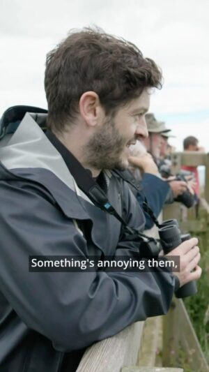 Iwan Rheon Instagram - Is your puffin impression as good as @_iwanrheon‘s? 😉 

Don’t forget that a brand-new episode of @bbc’s #WildIsles, presented by beloved WWF Ambassador #SirDavidAttenborough is airing this Sunday at 7pm on @bbciplayer ! 😍 

In the meantime, have a peek at the day we spent at Bempton Cliffs witnessing the incredible biodiversity of this @rspb_love_nature reserve. A beautiful reminder of how vital these wild environments are and how we need to act now to #SaveOurWildIsles 💚 

#Puffin #PuffinLove #IwanRheon #UKNature #BemptonCliffs #Yorkshire #Biodiversity #UKBirds