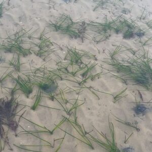 Iwan Rheon Instagram - Can I get a reload? Lovely day yesterday with the wonderful people @projectseagrass @wwfcymru @wwf_uk learning about the importance of seagrass for our ecosystems and indeed the planet…and of course particularly great planting from @celspellman