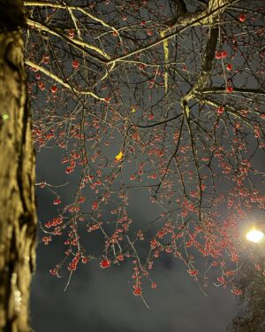 Iwan Rheon Instagram - Here’s a photo of some cherries at night. It’s also a good time to remind anyone who’s interested that I have no other instagram accounts or anybody working on my behalf here or any other social platforms. So unless its’s this account with the tick, it ain’t me. Thanks. Let’s look after each other #cherries🍒