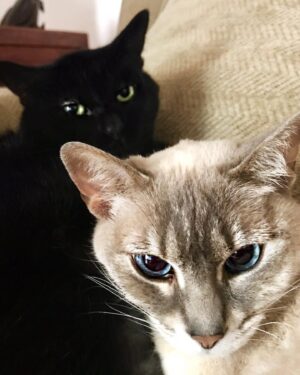 Jack Duarte Instagram - Una Lunita que ahora está bailando arriba…

Me acuerdo la primera vez que llegó a la casa, chiquita, cabía en mis dos manos. De pronto vió a mi gato Brujo y se echó a correr, pensé que se quería esconder de él, pero en cuanto llegué al cuarto donde estaban (en cuanto ella salió disparada, él la persiguió), estaba Brujita acostada panza arriba y Brujo agarrándola a besos. Se volvieron el amor de su vida porque se entendían.

•

También era un poco huraña, a veces le gustaba estar sola, otras veces se aventaba a mis brazos, contra mis manos para que la acariciara… y si intentaba irme, se ponía panza arriba como diciendo “de aquí no te vas”.

Un día, mientras estaba acostada en la terraza, parecía que el sol la pintaba. Pensé “chingados, le quiero tomar una foto pero va a huir en cuanto me acerque”. De todos modos decidí sacar mi cámara acercándome lo más lento posible… y… pum. Me voltea a ver — yo pienso “fuck.” Y la sorpresa fue que empezó a posar cual modelo. Brujita la modelo. Creo que ese fue el inicio de una segunda etapa en nuestra vida.

Te voy a extrañar chaparrita. Quizá, hoy dejaste de ser Bruja; plateada brillando allá arriba, te volviste mi Luna.