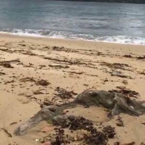 Jack Duarte Instagram - No es una cara, sólo son piedras… no se te hace loco? Que creamos que lo que vemos “así es”, cuando en realidad existen mil maneras de ver la misma cosa; mil maneras de resolver un problema… mil maneras de encontrar otra forma de observar un momento.
Arte: @ilanadar
•
•
•
Hace dos posts me escribieron un comment diciendo que les diera “fuerza para dejar de tener miedo”. Creo que no tiene que ver con fuerza sino perspectiva:

Pensar que uno necesita fuerza es creer que necesitamos resistir o pelear, asumiendo que los miedos son malos y nosotros, buenos. Y si invertimos los papeles? Nos compramos la idea de que algo externo nos “está impidiendo” alcanzar lo que necesitamos, sólo porque es más fácil creer que somos víctimas a aceptar que nos hacemos boycott, por conveniencia. Da más miedo alcanzar lo que amamos que deberle homenaje a lo que acostumbramos.

Tampoco es un tema de “dar cátedra”, lo veo en mi. Muchas veces en mi vida no he dado mi 100%, dirigiéndome hacia lo que amo, por miedo a no llegar… duele menos saber que no llegué porque no me atreví a comprometerme completamente y “perder”. Y eso es una mentira. Lo único que uno pierde al atreverse es el abandonar la idea infantil de que podemos “todo” y que “algo malo” nos impide crecer. Atrevernos a llegar a lo que amamos, muestra límites, cabrones… pero esos límites nos llevan a saber -cómo- crecer. Y eso es todo.

A la mierda con ser buenos, seamos congruentes.