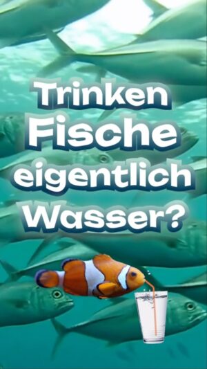 Jacob Beautemps Instagram - Trinken Fische Wasser? 🕵️‍♂️🐡

#wissen #fische #wasser