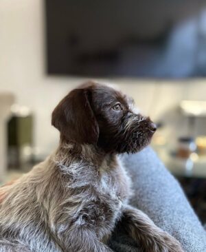 Jacqueline Byers Instagram - Meet Boone. I love him. Give him a follow if you are so inclined: @tiktikboone #dogsofinstagram #dogsofnewyork #nycpup #puppy