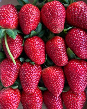 Jacques Torres Instagram - Just picked up long stem strawberries 🍓 and we are ready to dip for tomorrow and Wednesday. They sell out quickly so come early to Grand Central or our Dumbo store