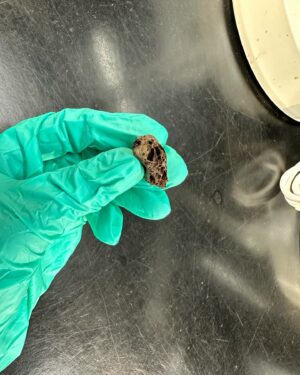 Jahkara Smith Instagram - been getting really heavily involved in museums and fossil prep lately 🥹🥰 if you find any cool bones…save them for me 😂💛🦴💀
