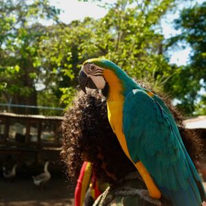 Jahking Guillory Instagram - Bird man, bird man, bird man.