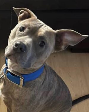 Jaidynn Diore Fierce Instagram - If you didn’t already know, I’m a DADDY 👨🏾 Meet my handsome son #BentleyDiore My baby boy brings me so much joy. I love him so much. #dogmodel #dogdad #dogdadsofinstagram #pitbullsofinstagram. 👨🏾❤️🐕