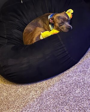 Jaidynn Diore Fierce Instagram - If you didn’t already know, I’m a DADDY 👨🏾 Meet my handsome son #BentleyDiore My baby boy brings me so much joy. I love him so much. #dogmodel #dogdad #dogdadsofinstagram #pitbullsofinstagram. 👨🏾❤️🐕