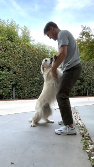 Jaime Cantizano Instagram - Ella es más de electro latino… #goldenretriever #duna #vidadeperros