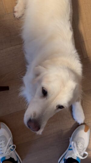 Jaime Cantizano Instagram - Acaba de llegar a casa después de sus “vacaciones” y ya tenemos la fiesta… #duna #goldenretriever #golden