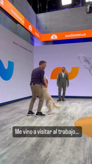 Jaime Cantizano Instagram - Duna ha copresentado conmigo @rtve #mananeros #goldenretriever Visión @marcsansal