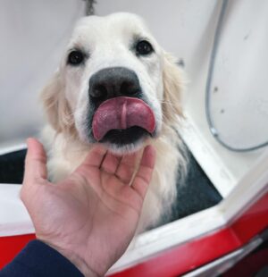 Jaime Cantizano Instagram - Su lengua me dice algo… #hambre #duna #goldenretriever
