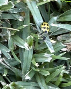 Jake Busey Instagram - Tonight at the park, Autumn spotted this yellow #ladybug never have i ever seen a ladybug in yellow.