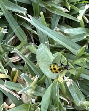 Jake Busey Instagram - Tonight at the park, Autumn spotted this yellow #ladybug never have i ever seen a ladybug in yellow.