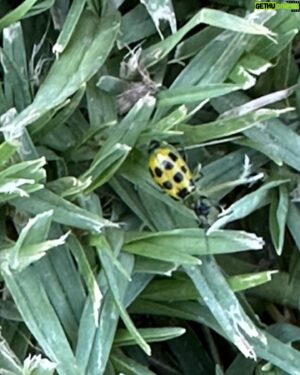 Jake Busey Instagram - Tonight at the park, Autumn spotted this yellow #ladybug never have i ever seen a ladybug in yellow.