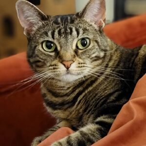 James A. Janisse Instagram - New phone means new pictures of baby cat