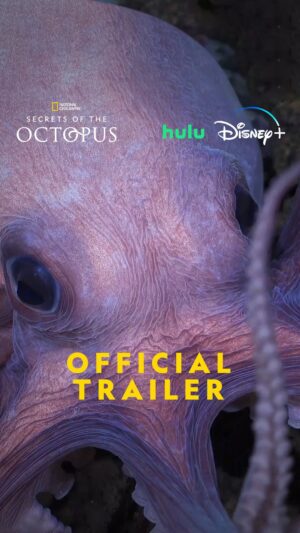 James Cameron Instagram - Three hearts, blue blood and can squeeze through a space the size of their eyeballs. #SecretsOfTheOctopus premieres Sunday, April 21 at 8/7c on @natgeotv. 

Streams the next day on @DisneyPlus and @hulu.