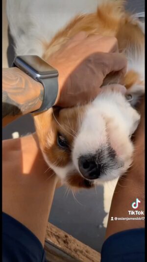 James Huling Instagram - Life of a Fed Ex driver. This is probably why your packages are late. 😆 🚚📦 🐶  #fedex #internationaldogday #texas #topgun #dogsofinstagram