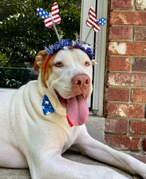 James Jude Courtney Instagram - Suns out, tongues out! Happy 4th July from our family to yours. Stay safe and well-hydrated today my friends 🤙