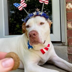 James Jude Courtney Instagram - Suns out, tongues out! Happy 4th July from our family to yours. Stay safe and well-hydrated today my friends 🤙