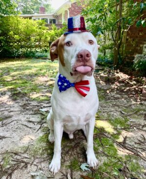 James Jude Courtney Instagram - Suns out, tongues out! Happy 4th July from our family to yours. Stay safe and well-hydrated today my friends 🤙