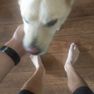 James Willems Instagram - I've noticed some confusion. Feet exist here. For face head to @jameswillemsfeet. I'll keep this up as long as it's funny (to me). For now, enjoy pretty much the only view I've had for the last 3 months. #Feet #Dog #Benson