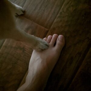 James Willems Instagram - He stood here for like 5 minutes drinking water, not giving a sh*t. #Benson #Foot #Paw #Goodboy ?