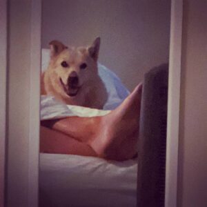 James Willems Instagram - Mirror mirror on the wall. Who's the pup'est of them all? #foot #floppy #bedtimebenson

📷 by @elysewillems