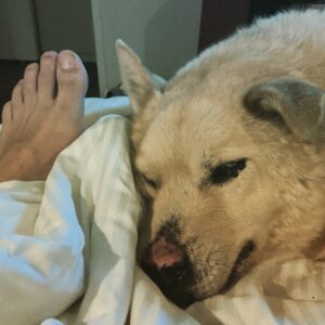 James Willems Instagram - It's too hot for this boy, but he still wants to cuddle up! 😭 #Benson #foot