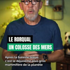 Jamy Gourmaud Instagram - Les rorquals communs ont vu leur population chuter de 70 % en un siècle. Découvrez-en plus sur ces géants des mers et sur la nécessité de les préserver 🌊🐟 
.
.
.
@wwffrance #Epicurieux #Jamy #vulgarisation #culturegénérale #nature #environnement #animaux #WWF