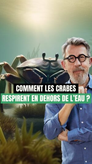 Jamy Gourmaud Instagram - Comment les crabes respirent-ils en dehors de l’eau ? @jamygourmaud vous dévoile leur technique secrète ! 🦀 
. 
. 
. 
#Epicurieux #Jamy #vulgarisation #culturegénérale #mer #ocean #plage #animaux