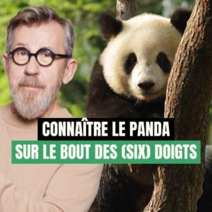 Jamy Gourmaud Instagram - Vénéré comme un dieu en Chine, le panda géant est un animal unique ! Découvrez les spécificités de cette grosse boule de poils 🐼🐾
.
.
.
@wwffrance #Epicurieux #Jamy #vulgarisation #culturegénérale #nature #environnement #animaux #panda #WWF