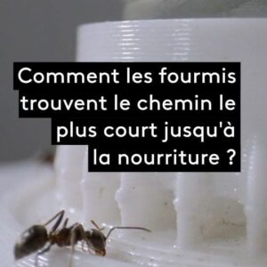 Jamy Gourmaud Instagram - 🐜 Grâce à leur travail collectif, les fourmis parviennent toujours à trouver le chemin le plus court jusqu'à la nourriture. Mais saviez vous que c'est grâce à elles que nos GPS fonctionnent ?
Retrouvez le reportage complet en replay sur France.tv #LeMondeDeJamy